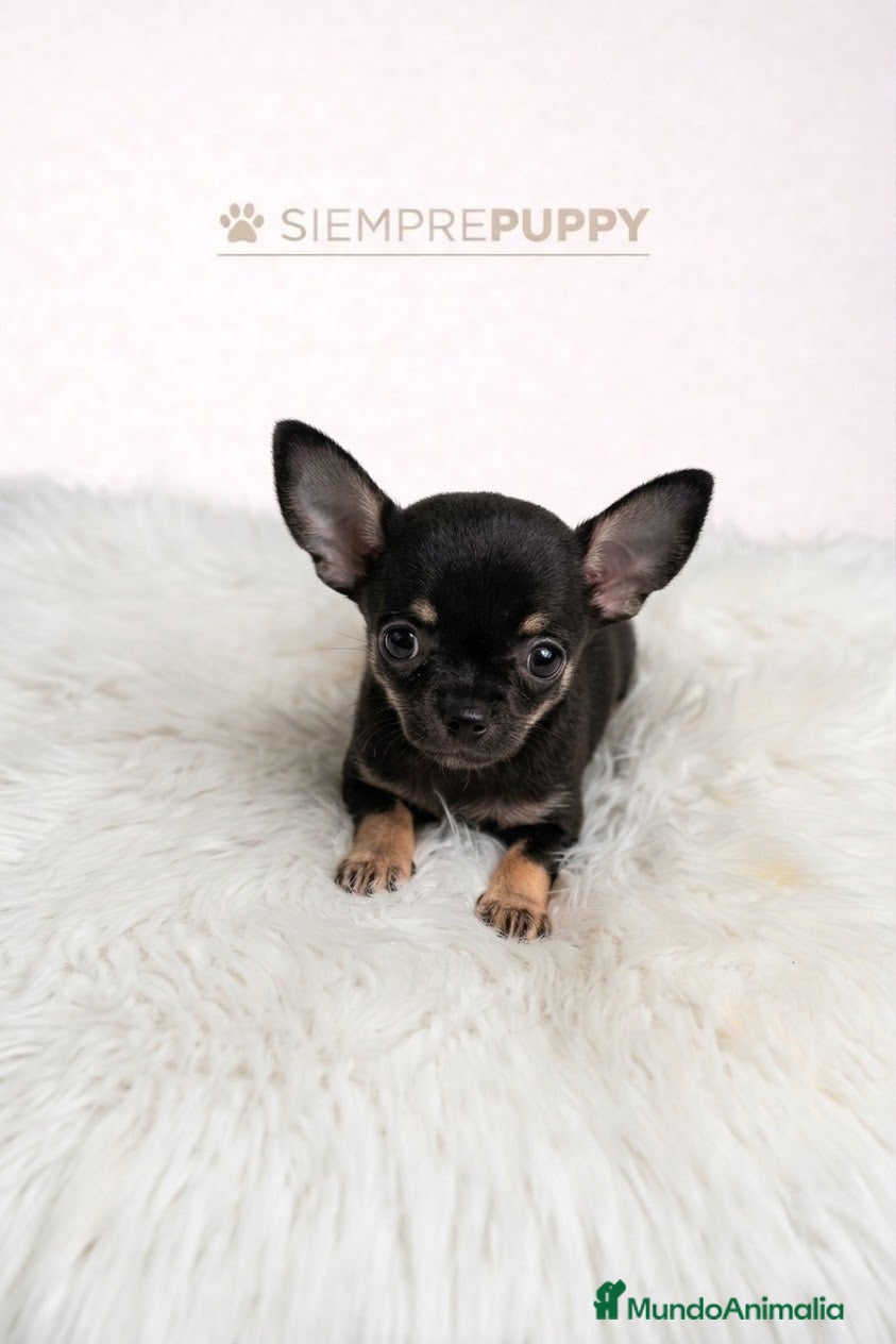 Chihuahua perros CHIHUAHUA MICRO TOY - Anuncio 3