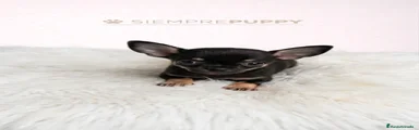 Chihuahua 1