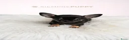 Chihuahua perros en venta: CHIHUAHUA MICRO TOY - Anuncio 1