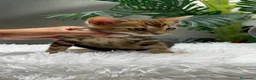 Bengalí gatos en venta: GATITA BENGALI COLOR MARBLE - Anuncio 1