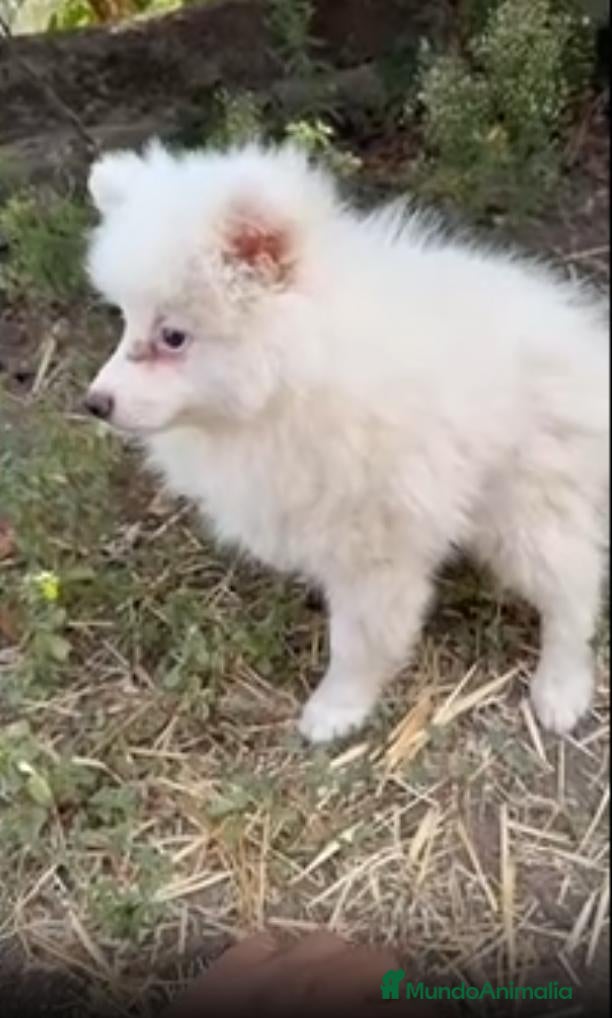 Pomerania perros Pomeranias - Anuncio 2