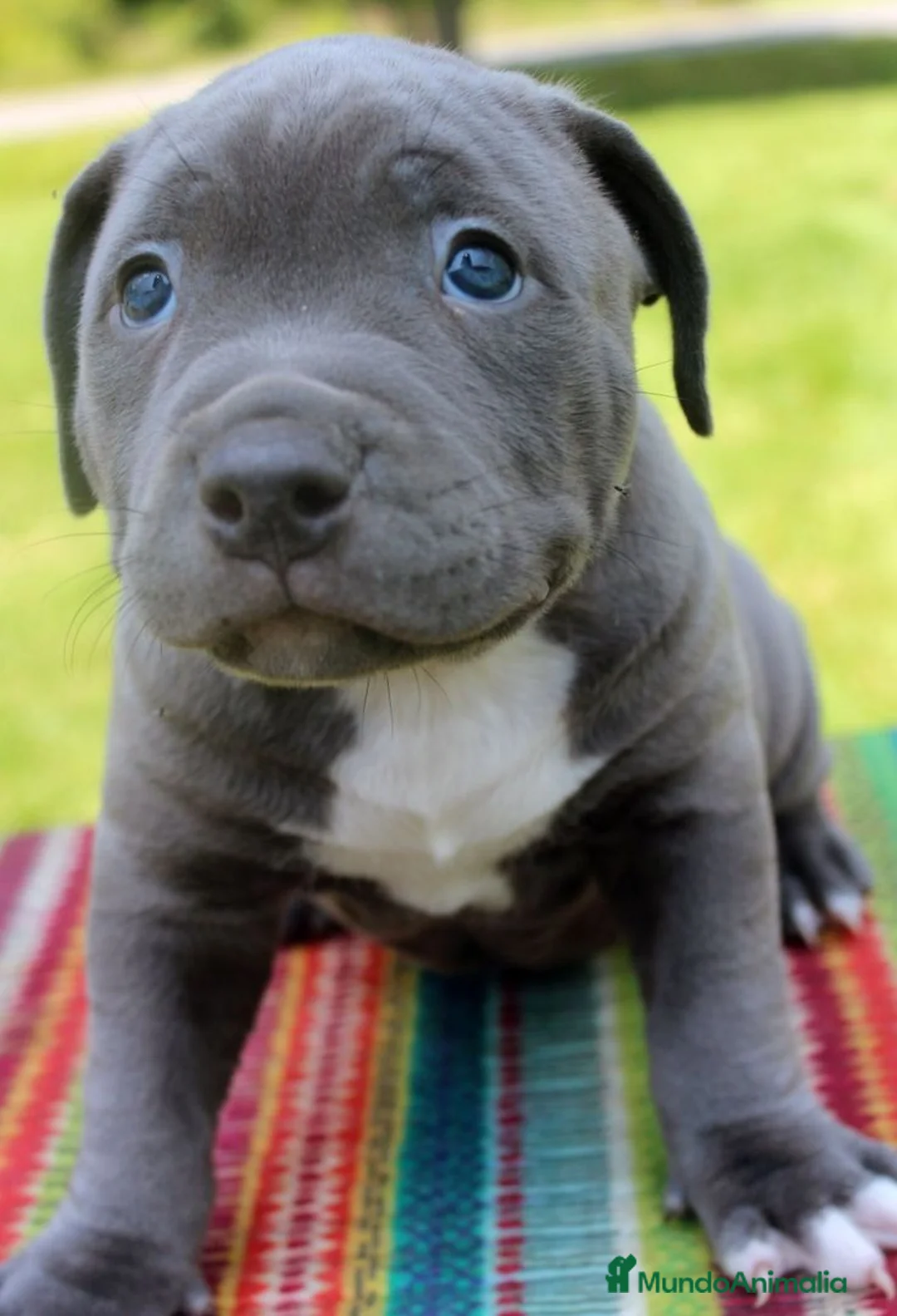 American Staffordshire-Terrier perros en venta: AMERICAN STAFFORD BLUE OJOS AZULES en Sevilla - Anuncio 2