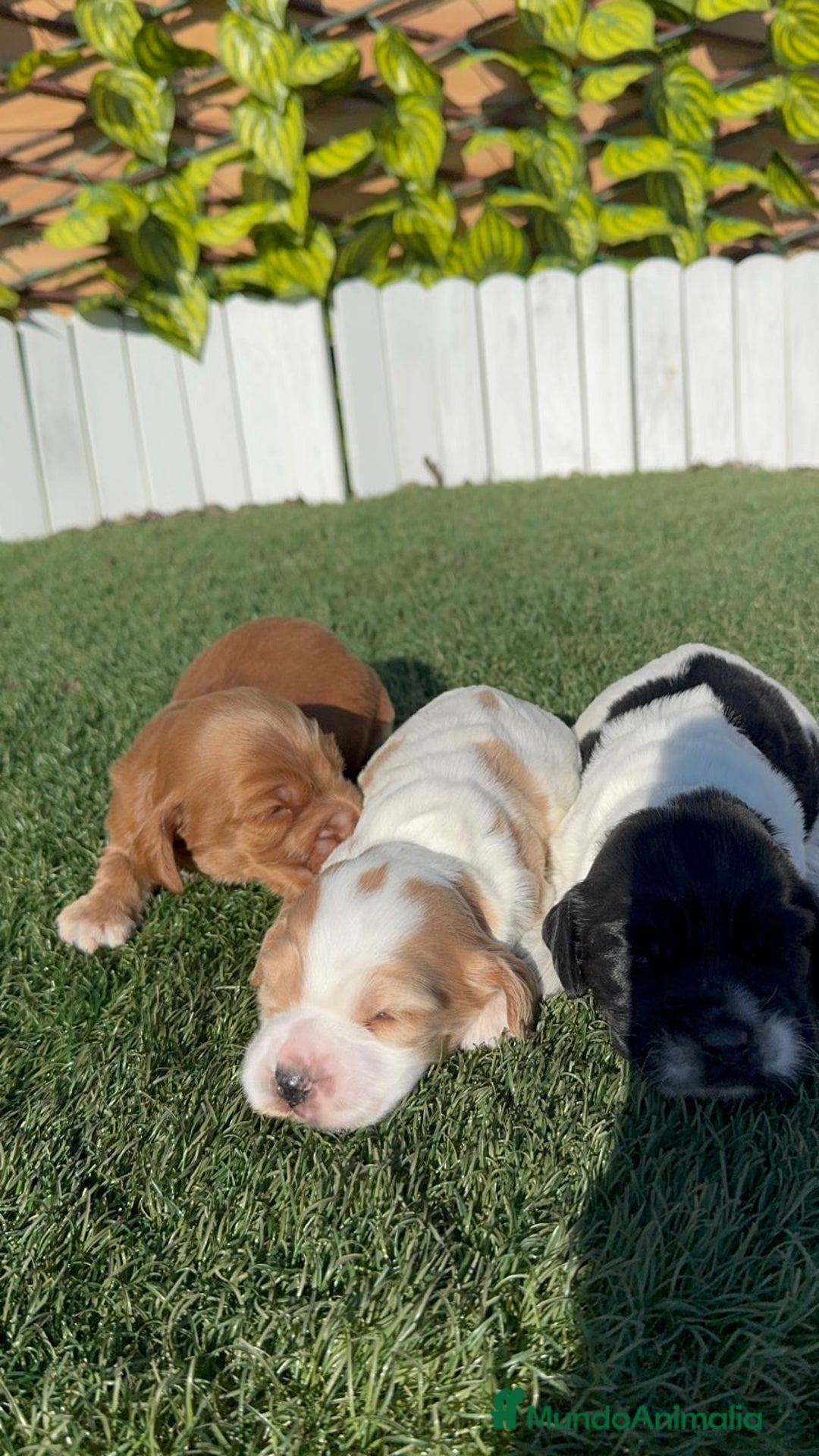 Cocker Spaniel Inglés perros en venta: COCKER SPANIEL INGLES - Anuncio 12