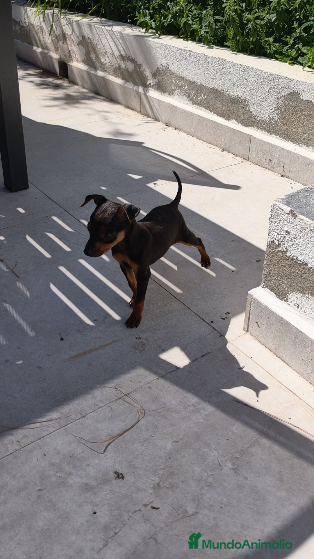 Pinscher Miniatura perros Mini pinscher  - Anuncio 1