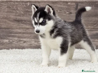 Husky Siberiano perros - Anuncio 2