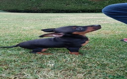 Pinscher Miniatura perros en venta: Pinscher Miniatura  - Imagen 12