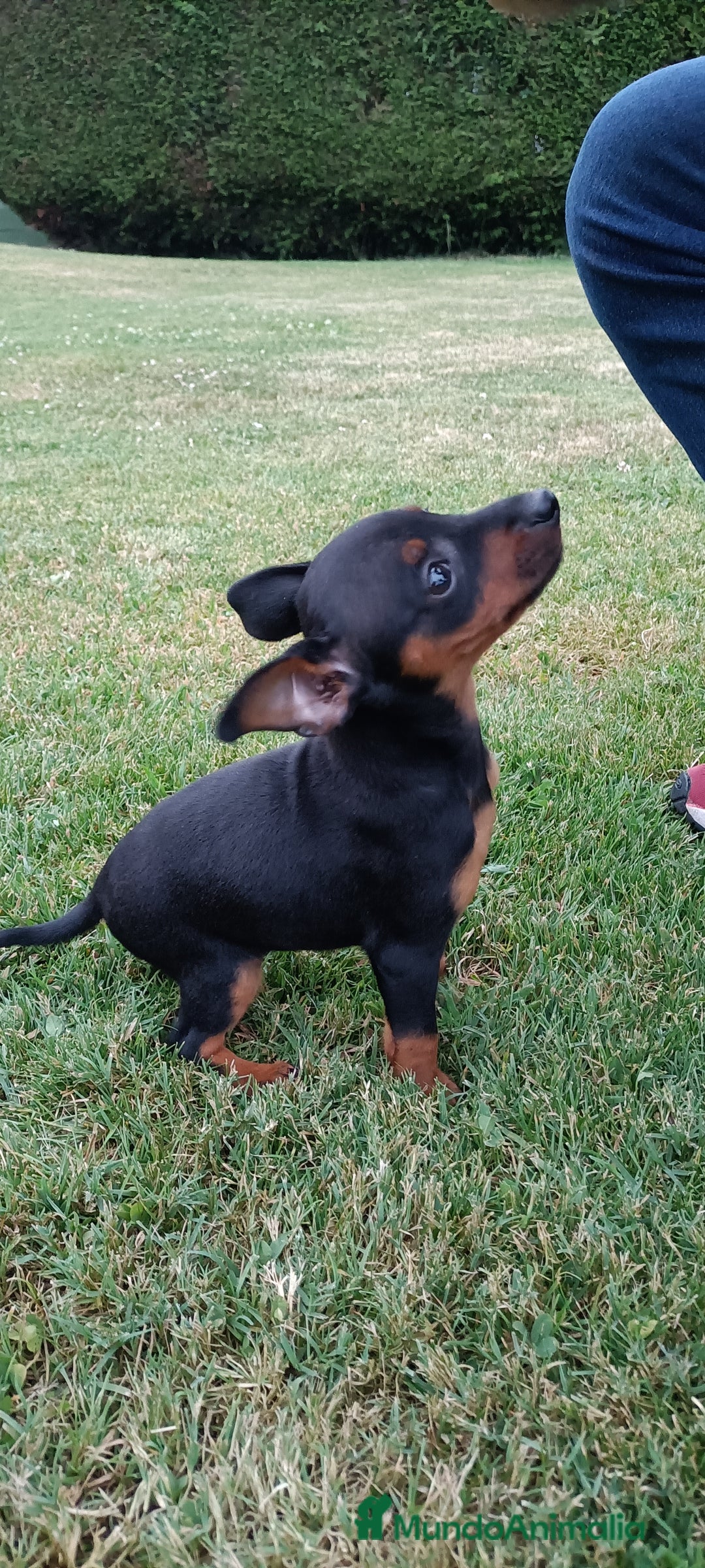 Pinscher Miniatura perros en venta: Pinscher Miniatura  - Imagen 12