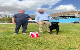 Rottweiler perros para monta: ROTTWEILER CAMPEÓN DE ESPAÑA PARA MONTAS - Anuncio 7