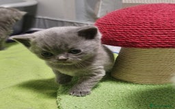 Británico de Pelo Corto gatos en venta: Gato British shorthair  - Imagen 6