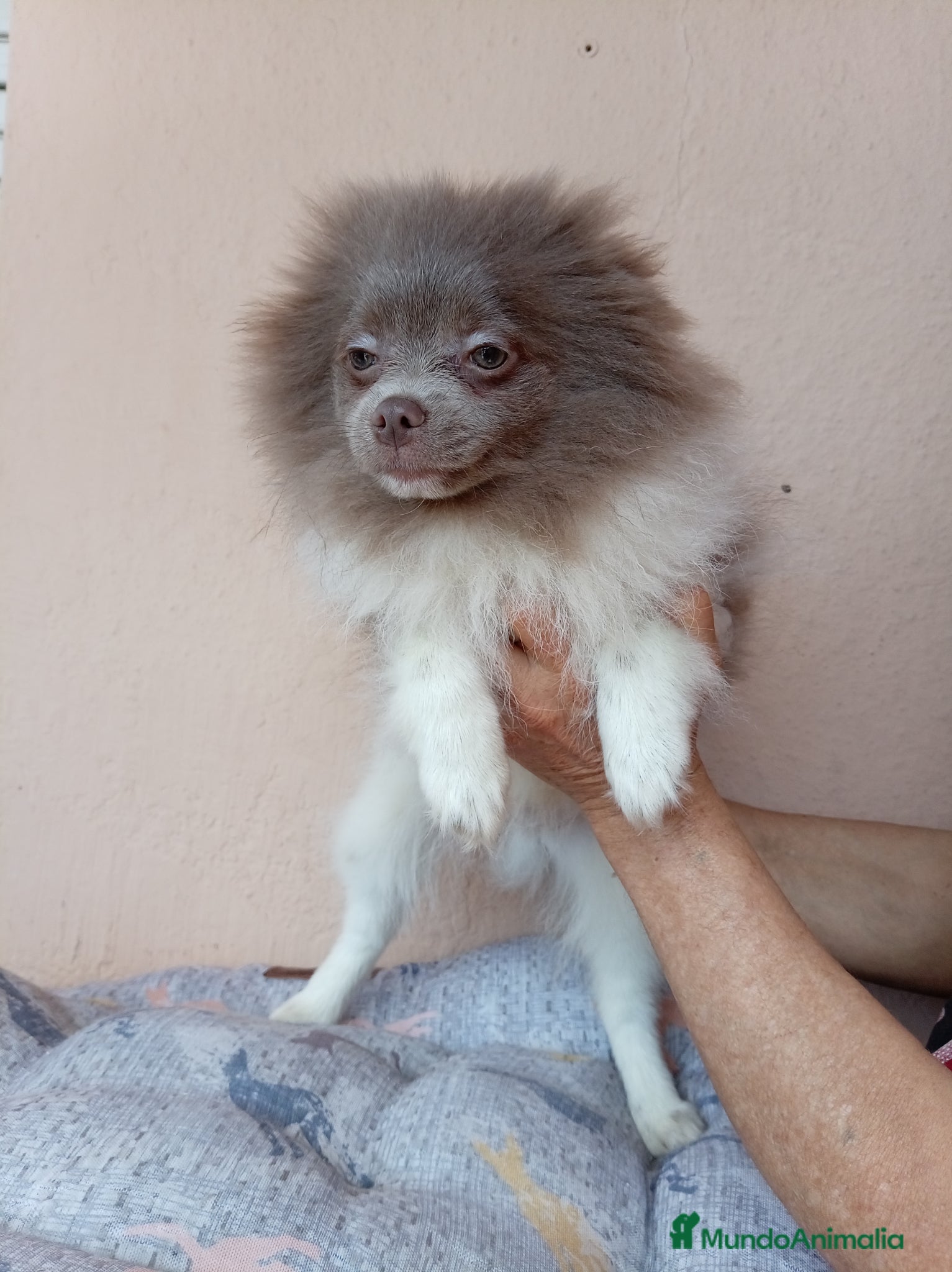 Pomerania perros Pomerañia toy - Anuncio 1
