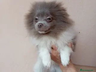 Pomerania perros Pomerañia toy - Anuncio 3