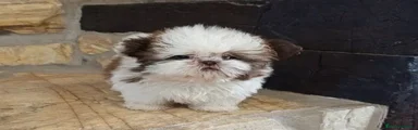 Shih Tzu 1