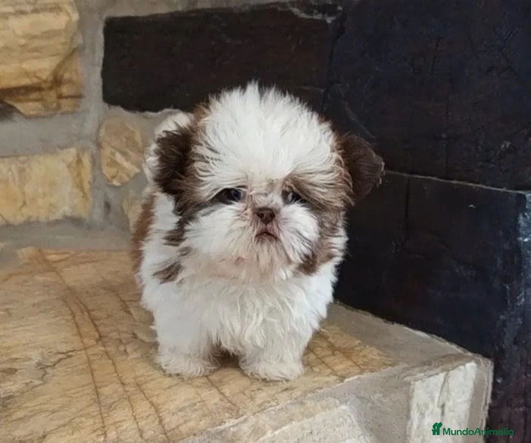 Shih Tzu perros en venta: SHIH TZU IMPERIAL MINIATURA  - Anuncio 2