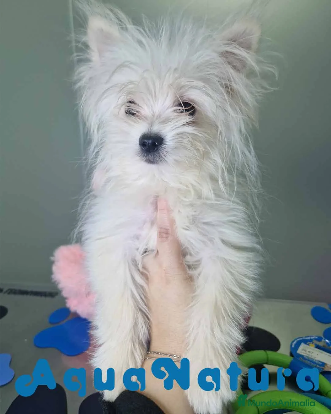 Raza Mixta perros en venta: Havapom Macho 4562 AQUANATURA - Anuncio 3