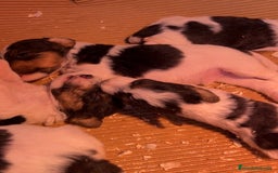 Fox Terrier de Pelo Duro perros en venta: Fox Terrier pelo duro  - Imagen 2