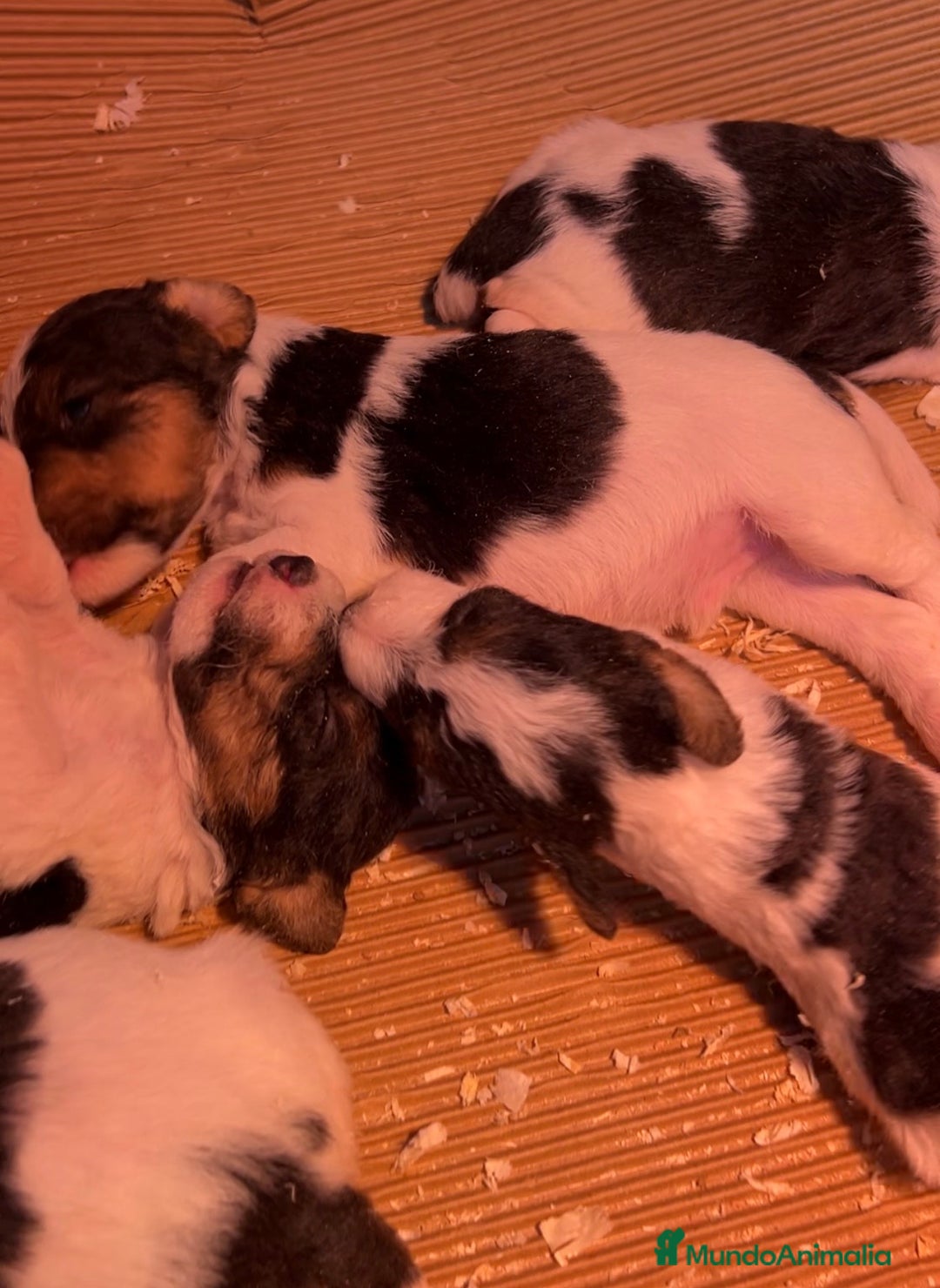 Fox Terrier de Pelo Duro perros en venta: Fox Terrier pelo duro  - Imagen 2