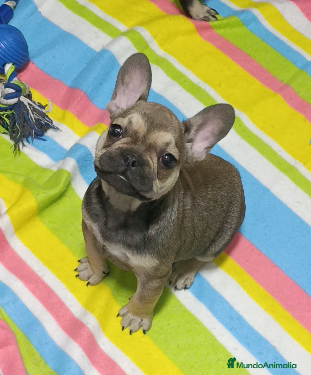 Bulldog Francés perros en venta: Bulldog francés  - Anuncio 4