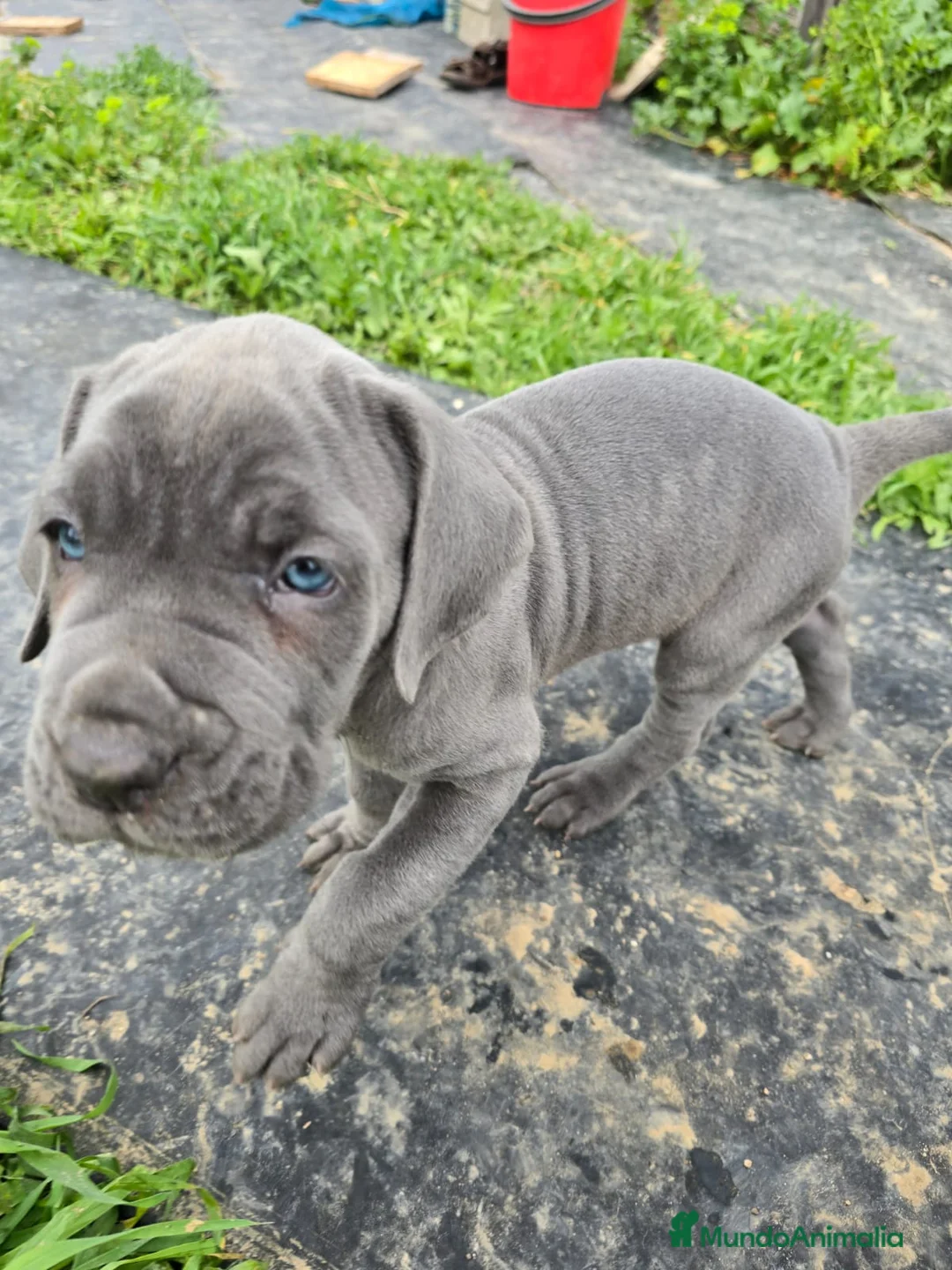 Mastín Napolitano perros en venta: Mastin Napolitano - Anuncio 2