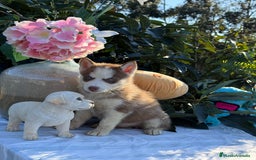 Husky Siberiano perros en venta: Preciosas hembritas de husky - Imagen 5