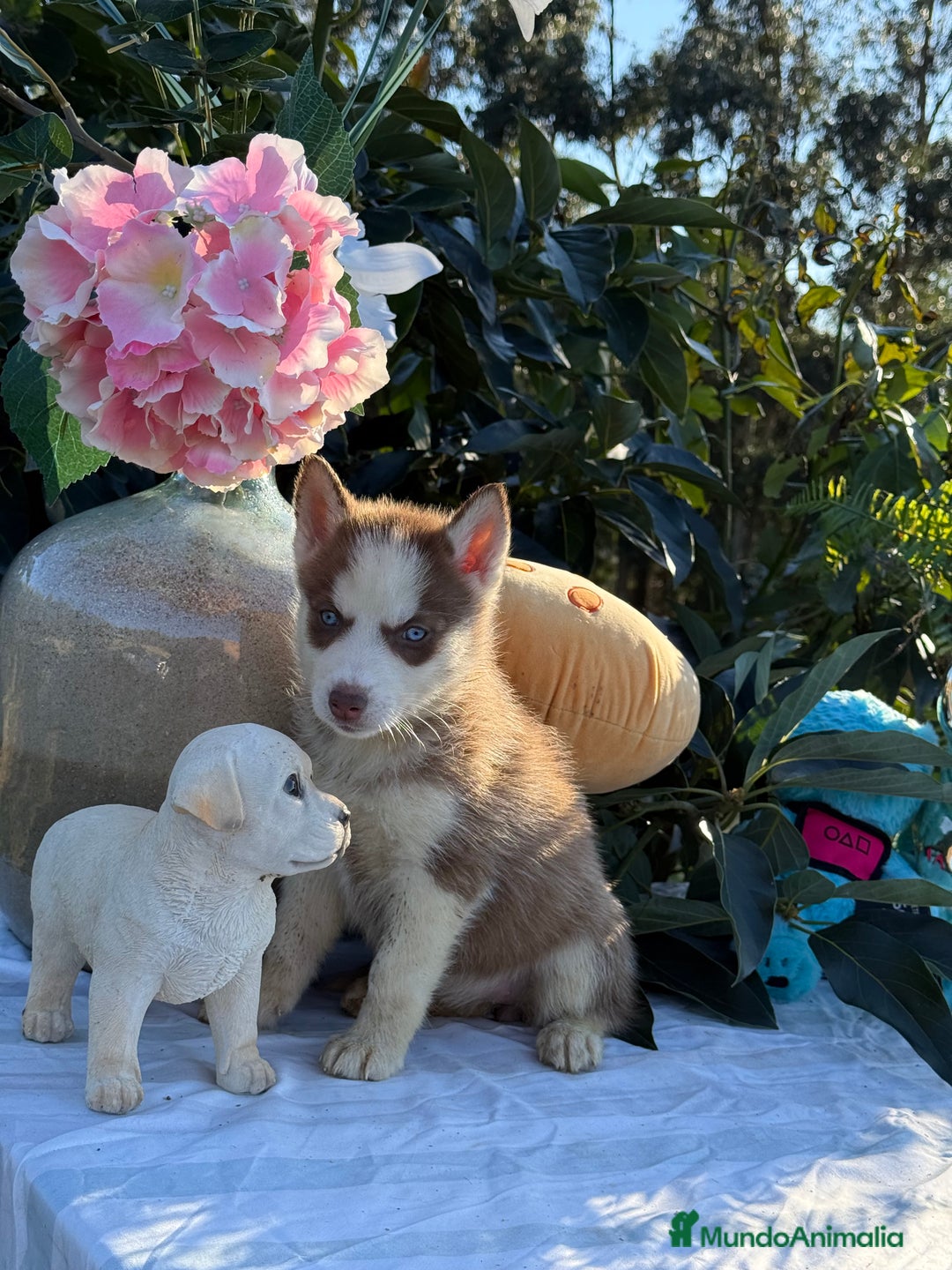 Husky Siberiano perros en venta: Preciosas hembritas de husky - Imagen 5