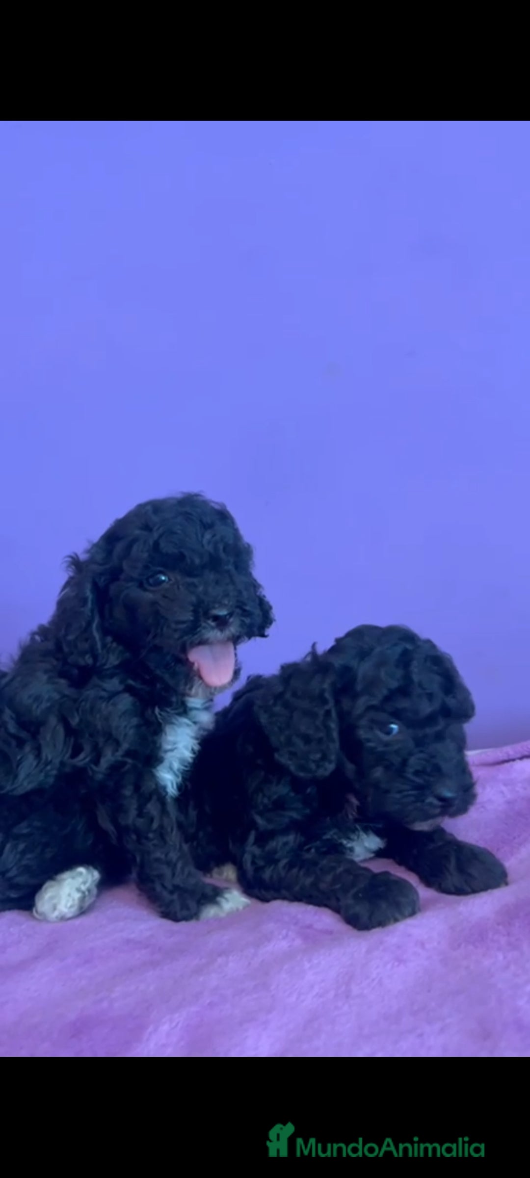 Caniche Enano perros en venta: Caniche enano - Imagen 5