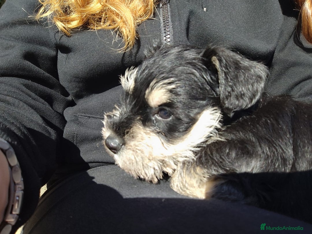 Schnauzer Miniatura perros en venta: Schnauzer Cachorros negro plata - Anuncio 5