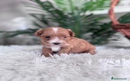 Maltipoo perros en venta: MALTIPOO - Imagen 12