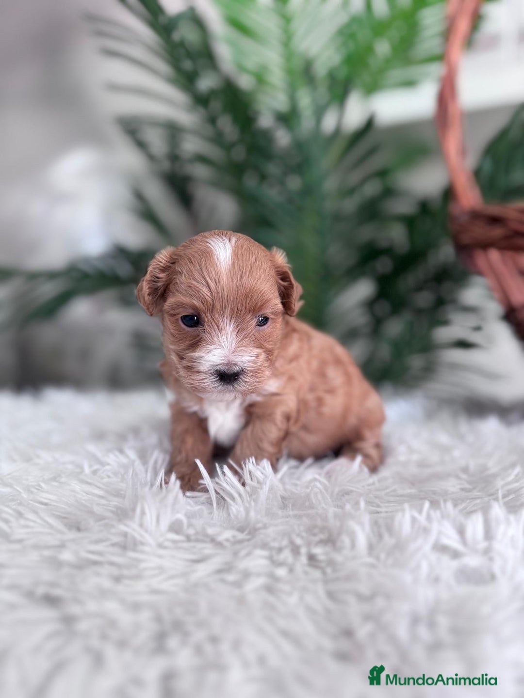 Maltipoo perros en venta: MALTIPOO - Imagen 12