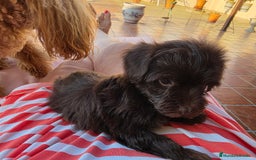 Maltipoo perros en venta: Yorkipoo exclusiva!! - Imagen 6