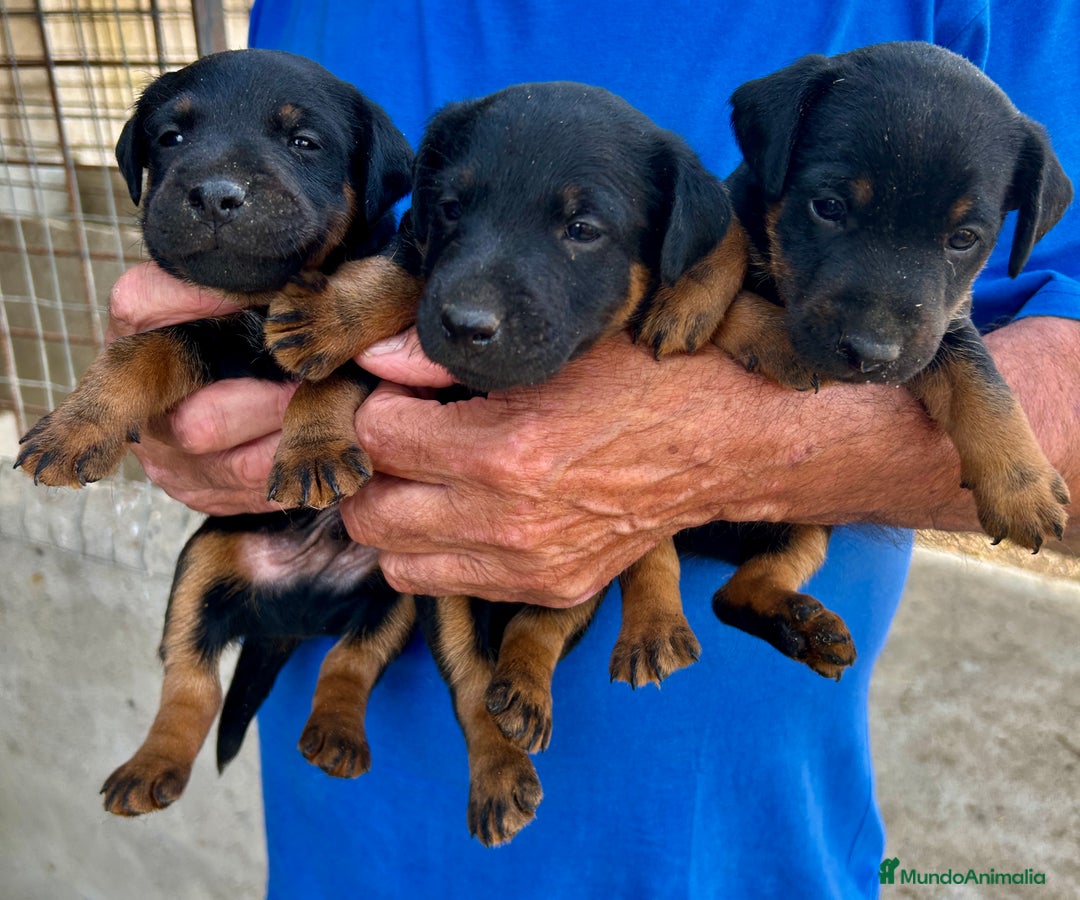 Terrier Alemán de Caza perros en venta: Jagd Terrier, Jagdterrier o Terrier Alemán Sevilla - Imagen 2