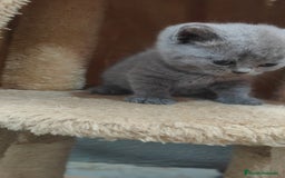 Británico de Pelo Corto gatos en venta: Gato British  en Salamanca - Imagen 3