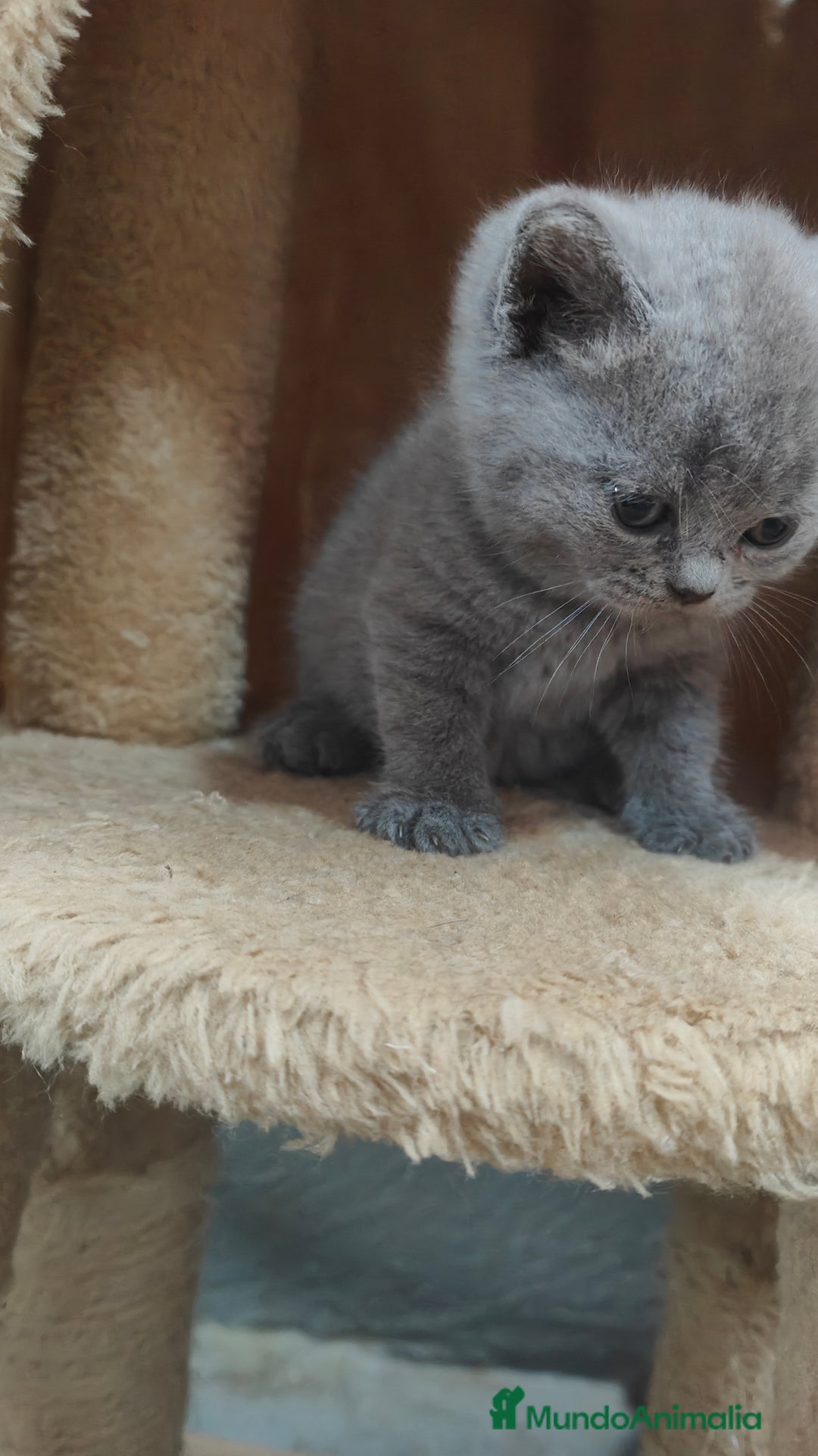 Británico de Pelo Corto gatos en venta: Gato British  en Salamanca - Imagen 3