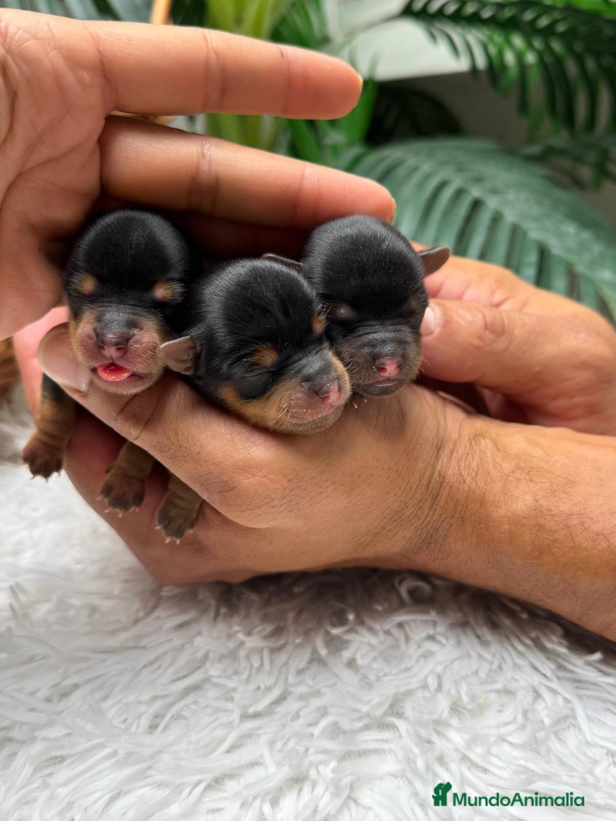 Yorkshire Terrier perros en venta: YORKSHIRE TERRIER - Anuncio 14