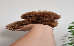 Caniche Toy perros en venta: HEMBRA Y MACHO CANICHE TOY LINEA ASIATICA 100% - Imagen 4