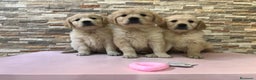 Golden Retriever perros en venta: Golden retriever  - Anuncio 2