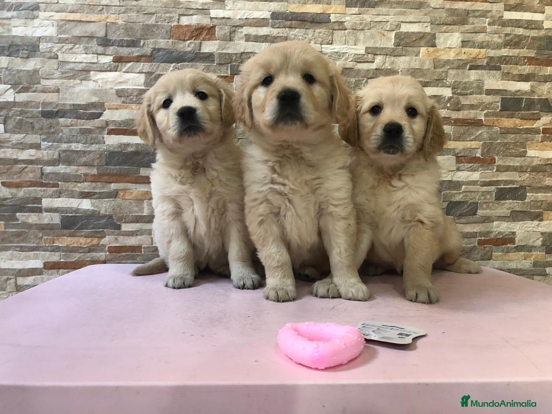 Golden Retriever perros en venta: Golden retriever  - Anuncio 2