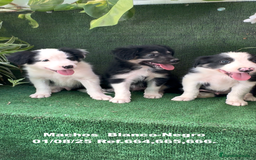Border Collie perros en venta: Border Collie De Villa Biznaga - Imagen 11