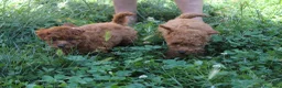 Caniche Toy perros en venta: Caniche Toy rojo  - Anuncio 7