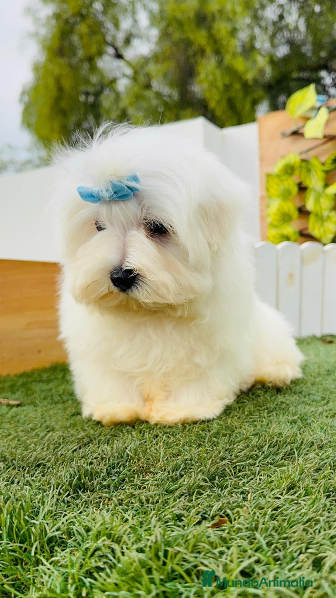 Bichón Maltés perros en venta: BICHON MALTES LINEA AMERICANA - Anuncio 3