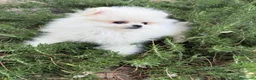 Pomerania perros en venta: Pomerania hembra miniatura!!! - Anuncio 2