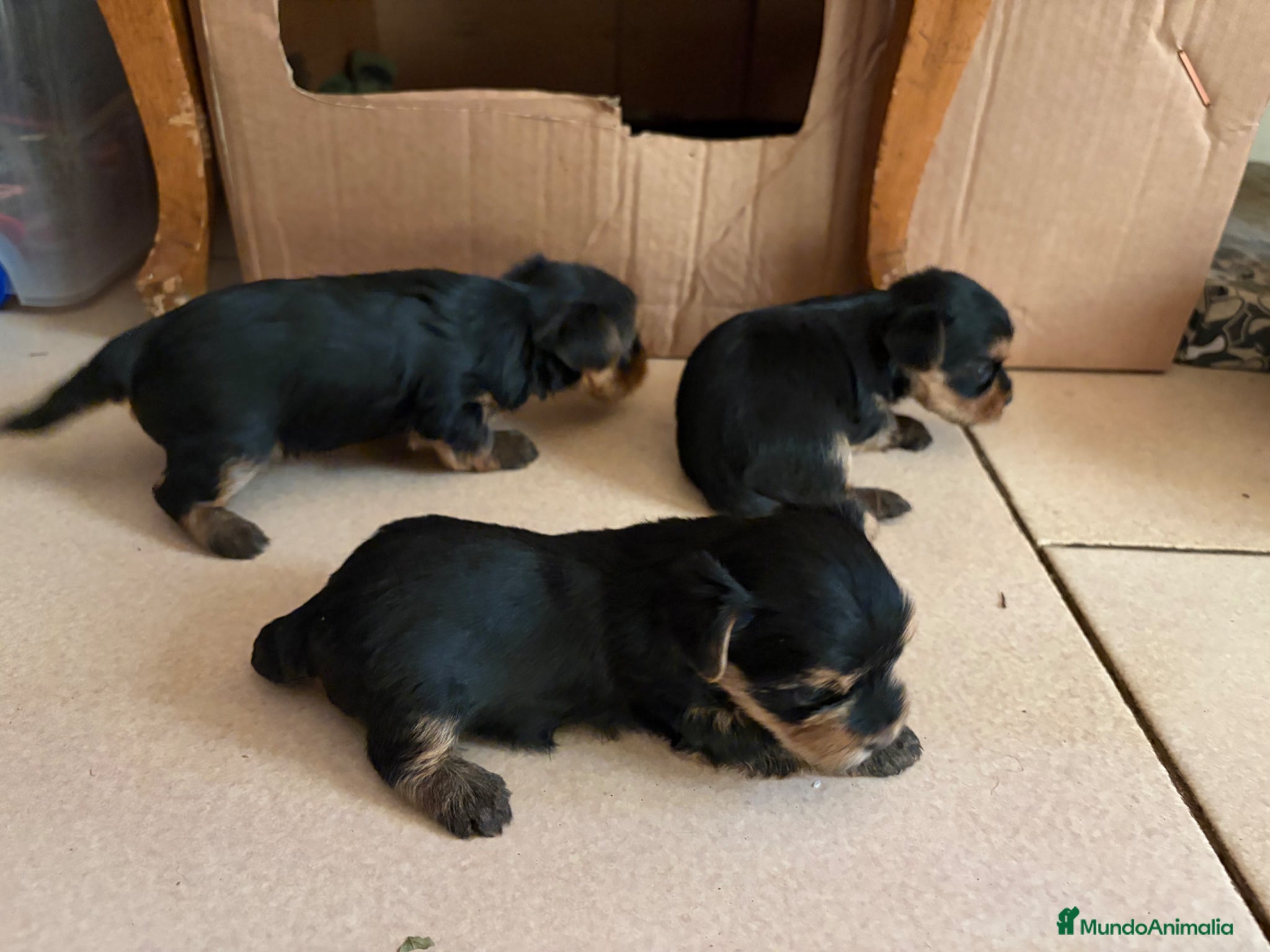 Yorkshire Terrier perros en venta: Yorshire terrier  - Anuncio 4