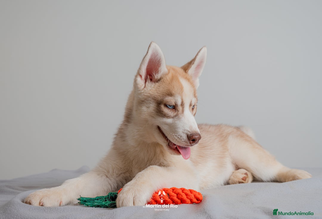 Husky Siberiano perros en venta: Cachorros SIBERIAN HUSKY - Imagen 4
