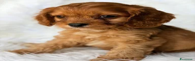 Cavapoo 1