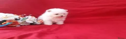 Pomerania perros en venta: IMPRESIONANTES POMERANIA MACHOS Y HEMBRAS  - Anuncio 20