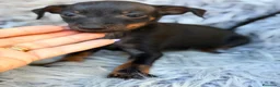 Pinscher Miniatura perros en venta: Macho pinscher miniatura 💙🐾 - Anuncio 4