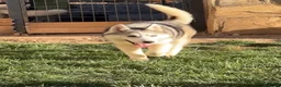 Husky Siberiano perros en venta: Preciosa ultimas cachorras  de husky siberiano  - Anuncio 3