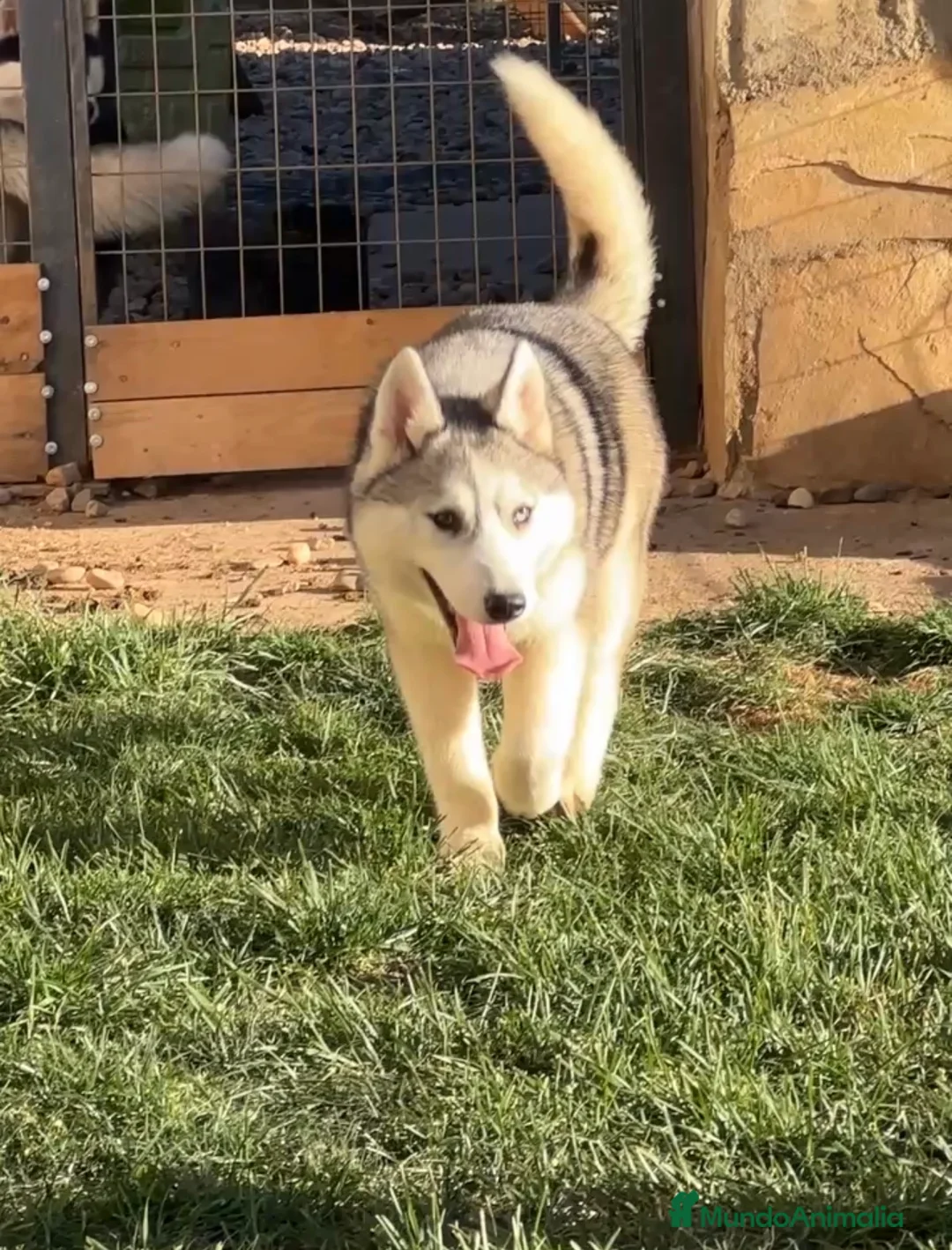 Husky Siberiano perros en venta: Preciosa ultimas cachorras  de husky siberiano  - Anuncio 3