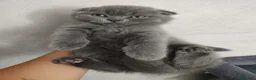 Scottish Fold gatos en venta: Scottish fold - Anuncio 1