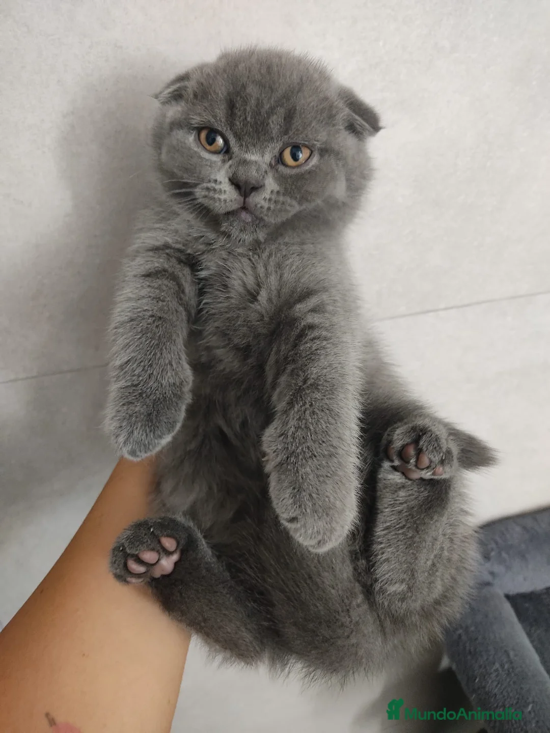 Scottish Fold gatos en venta: Scottish fold - Anuncio 1