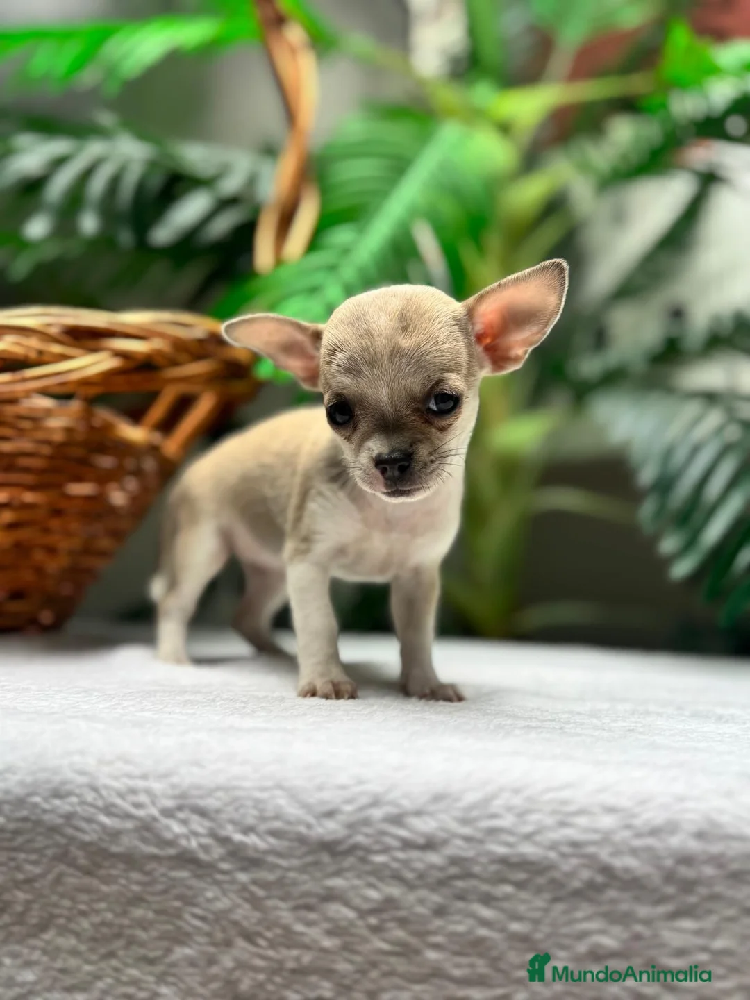Chihuahua perros en venta:  🐾 DOS PRECIOSAS CHIHUAHUAS HEMBRAS 🐾 - Anuncio 2